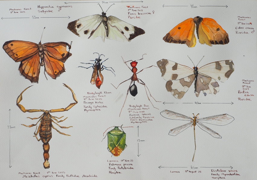 Peter Gulian – Bioillustration Oct 2025